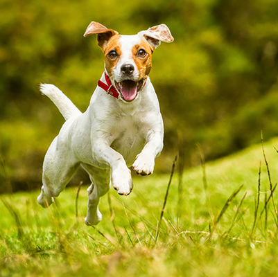 OEM White Powder Nutritional Supplement Care Pet Health Product