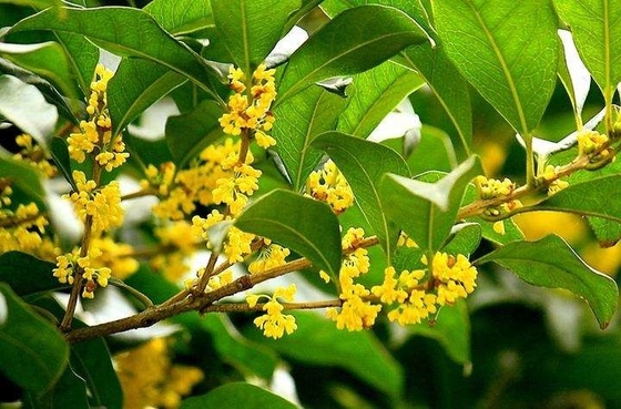 Natural Organic Leaves Healthy Replacement For Tea Osmanthus Black Tea