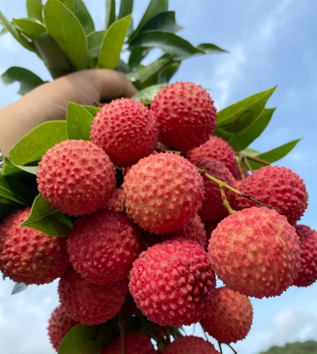 Wholesale High Quality Solid Beverage Lychee Juice Powder Lychee Powder Litchi Powder